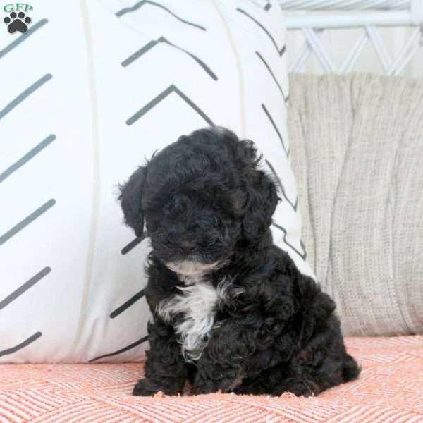 Quinn, Miniature Poodle Puppy