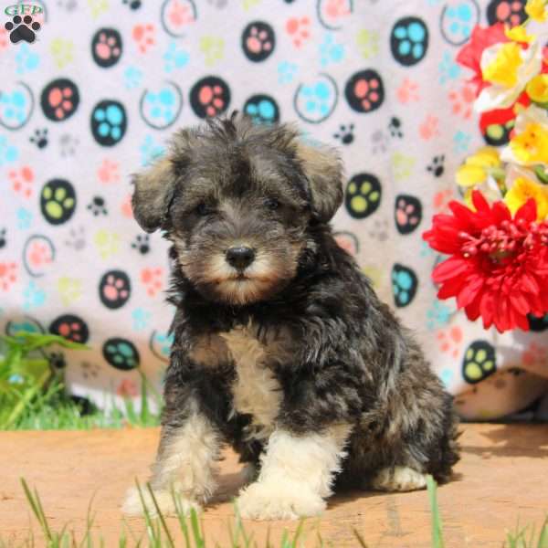 Quinn, Miniature Schnauzer Puppy