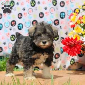 Quinn, Miniature Schnauzer Puppy