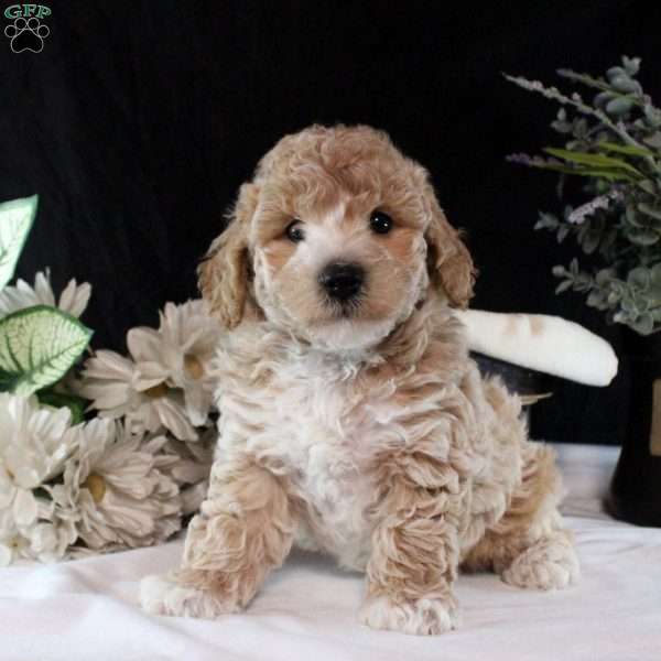 Quinten, Bich-Poo Puppy