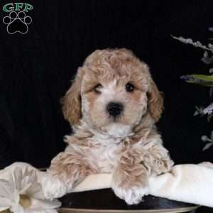 Quinten, Bich-Poo Puppy