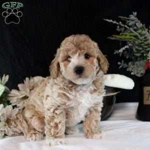 Quinten, Bich-Poo Puppy