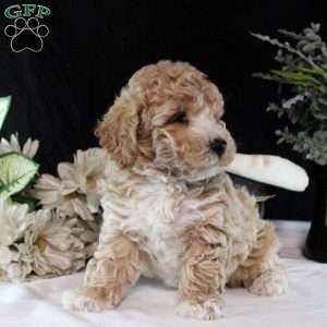 Quinten, Bich-Poo Puppy