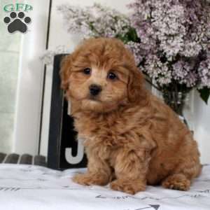 Quinton, Havapoo Puppy