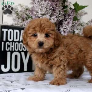 Quinton, Havapoo Puppy