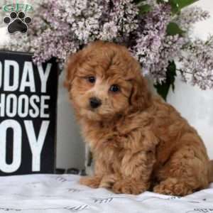 Quinton, Havapoo Puppy