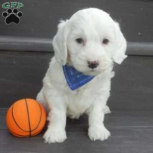 Parker, Mini Goldendoodle Puppy