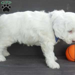 Parker, Mini Goldendoodle Puppy