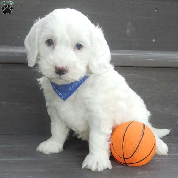 Parker, Mini Goldendoodle Puppy