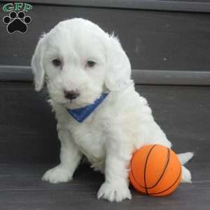 Parker, Mini Goldendoodle Puppy