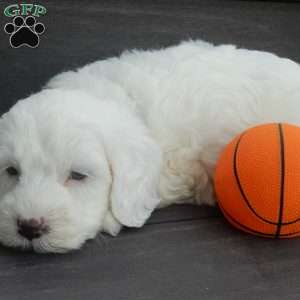 Parker, Mini Goldendoodle Puppy