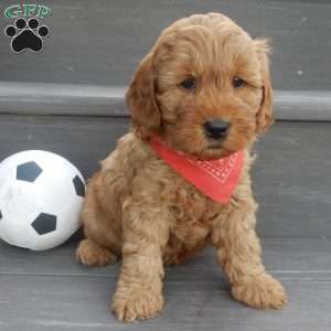 Tucker, Mini Goldendoodle Puppy