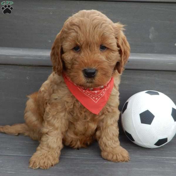 Tucker, Mini Goldendoodle Puppy