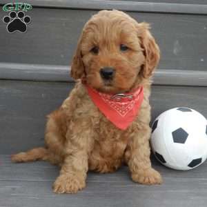 Tucker, Mini Goldendoodle Puppy
