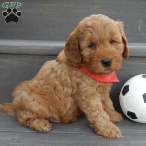 Tucker, Mini Goldendoodle Puppy
