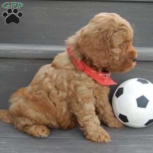 Tucker, Mini Goldendoodle Puppy