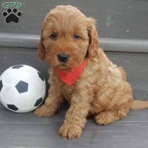 Tucker, Mini Goldendoodle Puppy