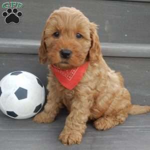 Tucker, Mini Goldendoodle Puppy