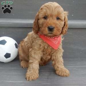 Tucker, Mini Goldendoodle Puppy