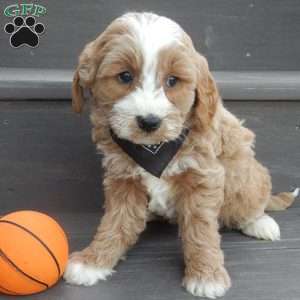 Milo, Mini Goldendoodle Puppy