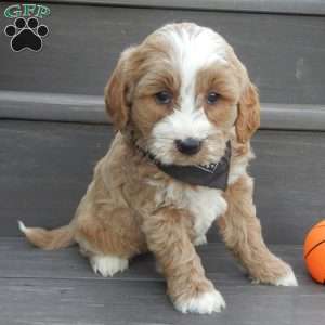 Milo, Mini Goldendoodle Puppy