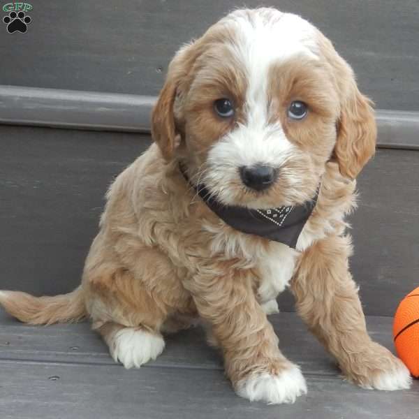 Milo, Mini Goldendoodle Puppy