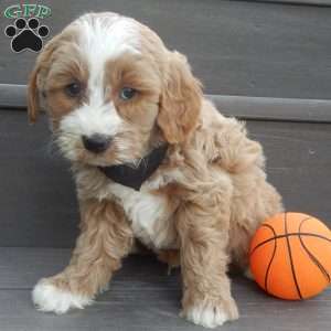 Milo, Mini Goldendoodle Puppy