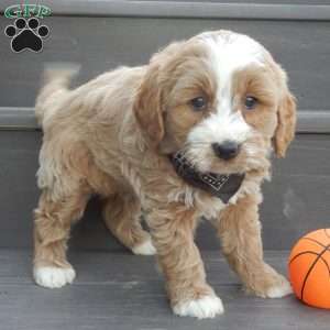 Milo, Mini Goldendoodle Puppy