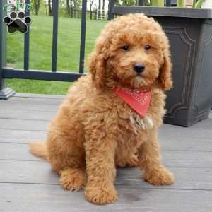 Finn, Mini Goldendoodle Puppy