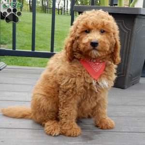 Finn, Mini Goldendoodle Puppy
