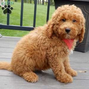 Finn, Mini Goldendoodle Puppy