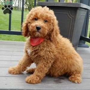Finn, Mini Goldendoodle Puppy