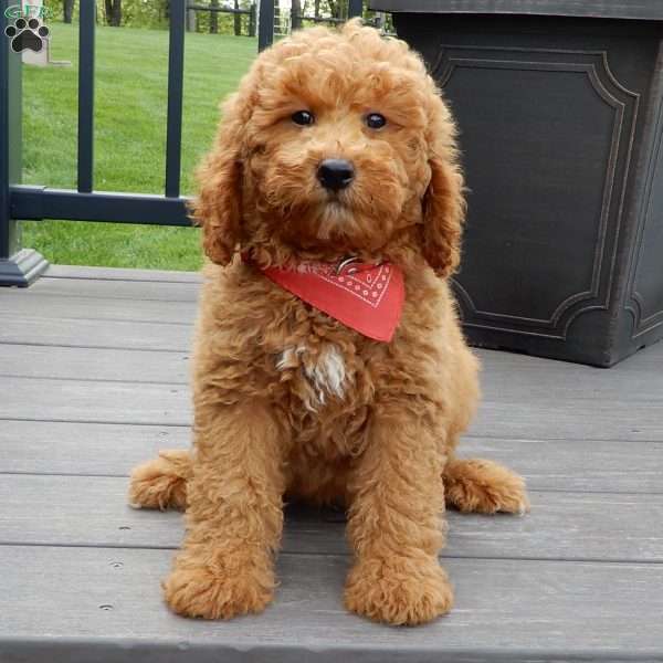Finn, Mini Goldendoodle Puppy