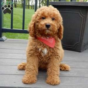 Finn, Mini Goldendoodle Puppy