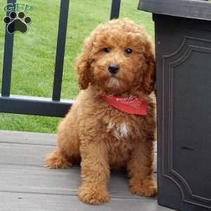Finn, Mini Goldendoodle Puppy