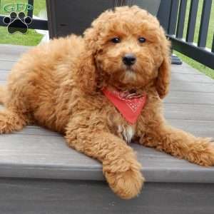 Finn, Mini Goldendoodle Puppy