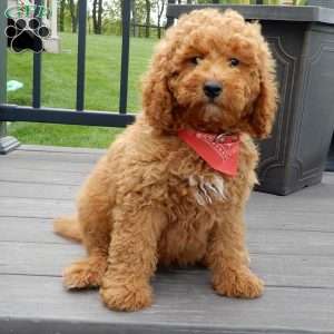 Finn, Mini Goldendoodle Puppy
