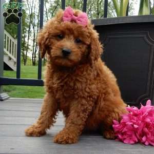Lindsey, Mini Goldendoodle Puppy