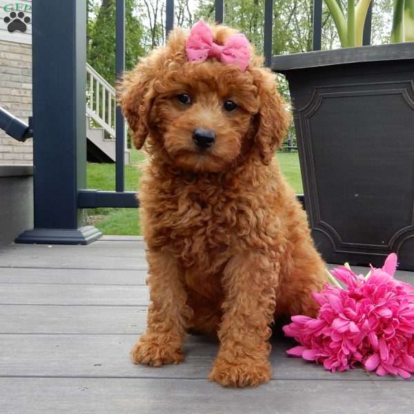 Lindsey, Mini Goldendoodle Puppy
