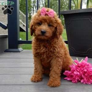 Lindsey, Mini Goldendoodle Puppy