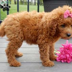 Lindsey, Mini Goldendoodle Puppy