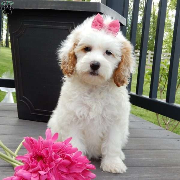 Pixie, Mini Goldendoodle Puppy