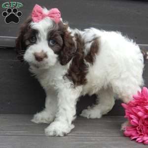 Mocha, Cockapoo Puppy