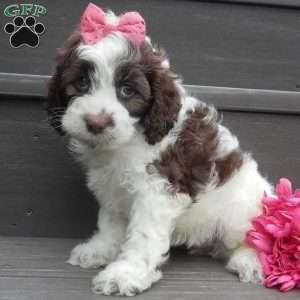 Mocha, Cockapoo Puppy
