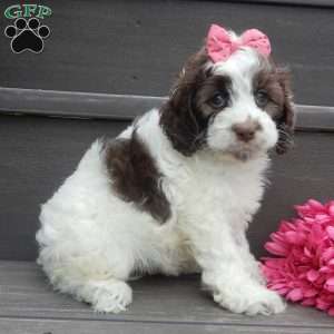 Mocha, Cockapoo Puppy