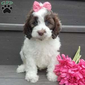 Mocha, Cockapoo Puppy