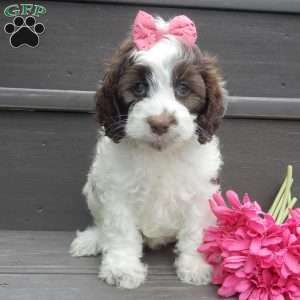 Mocha, Cockapoo Puppy