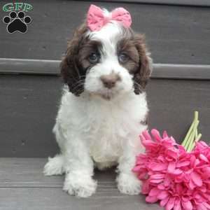 Mocha, Cockapoo Puppy