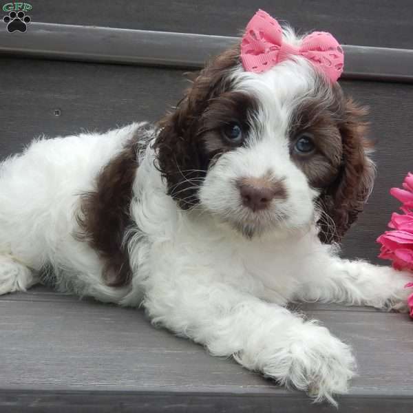 Mocha, Cockapoo Puppy