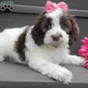 Mocha, Cockapoo Puppy